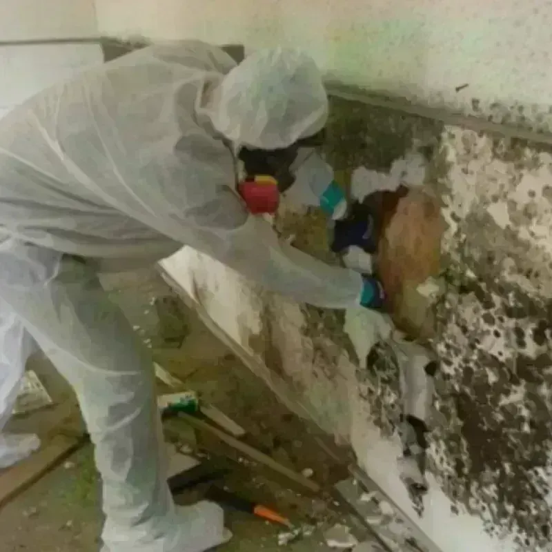 Mold Remediation and Removal in Renville County, ND